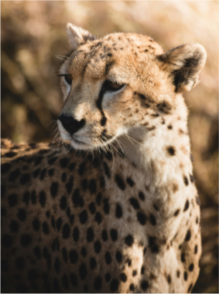 Cheetah spotted on a Tanzania safari