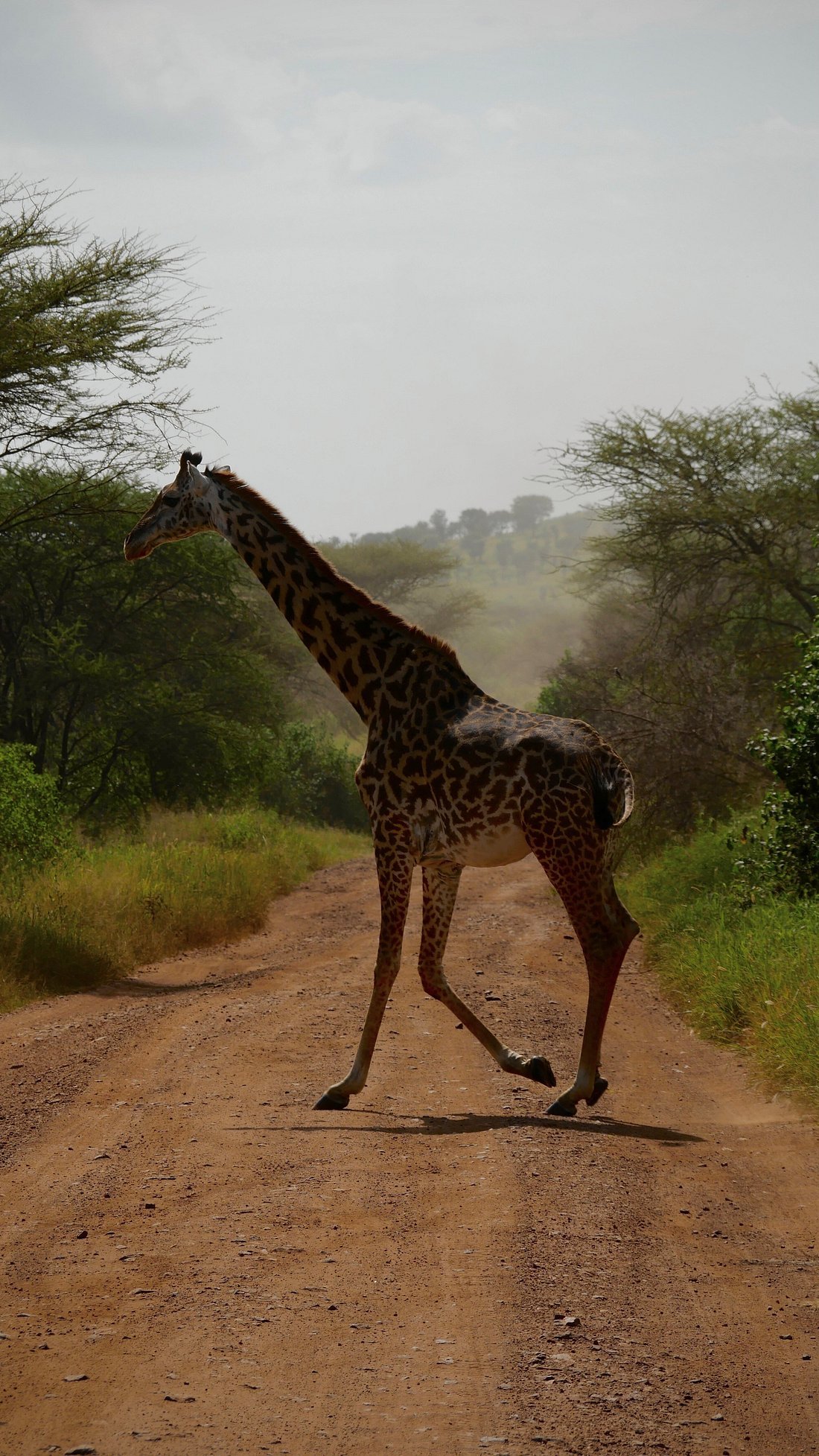 A giraffe spotted crossing the road before the safari vehicles.