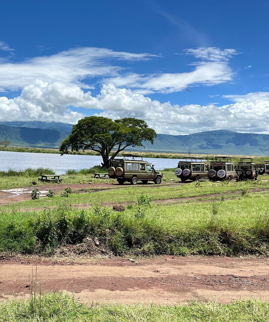 The Tanzania Safari Bug fleet of vehicles spotted in the wild.