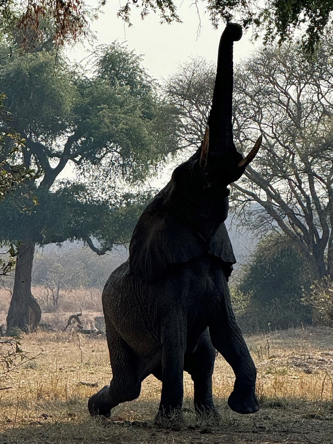 An elephant reaching for a tree spotted during a Tanzania safari tour.