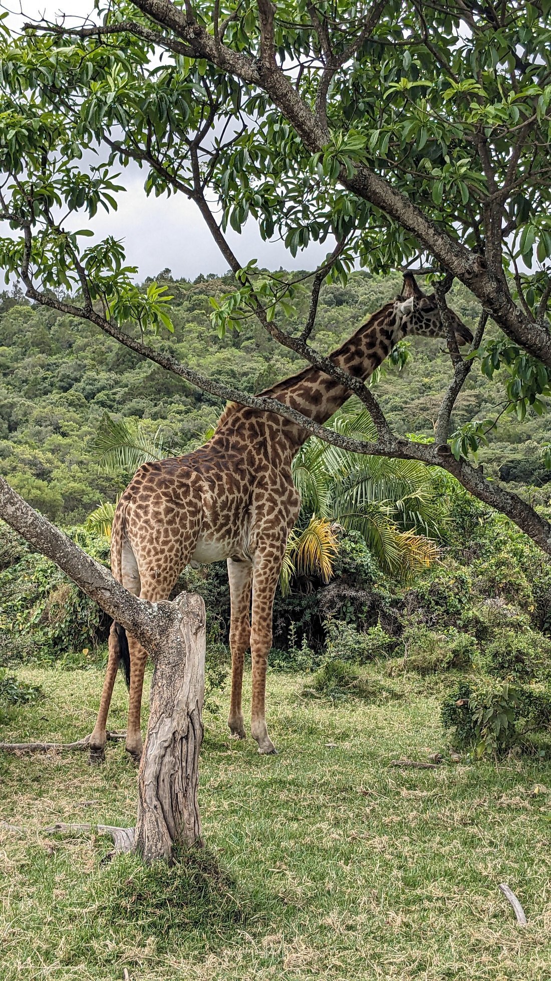 A giraffe spotted grazing a tree while on safari with Tanzania Safari Bug.