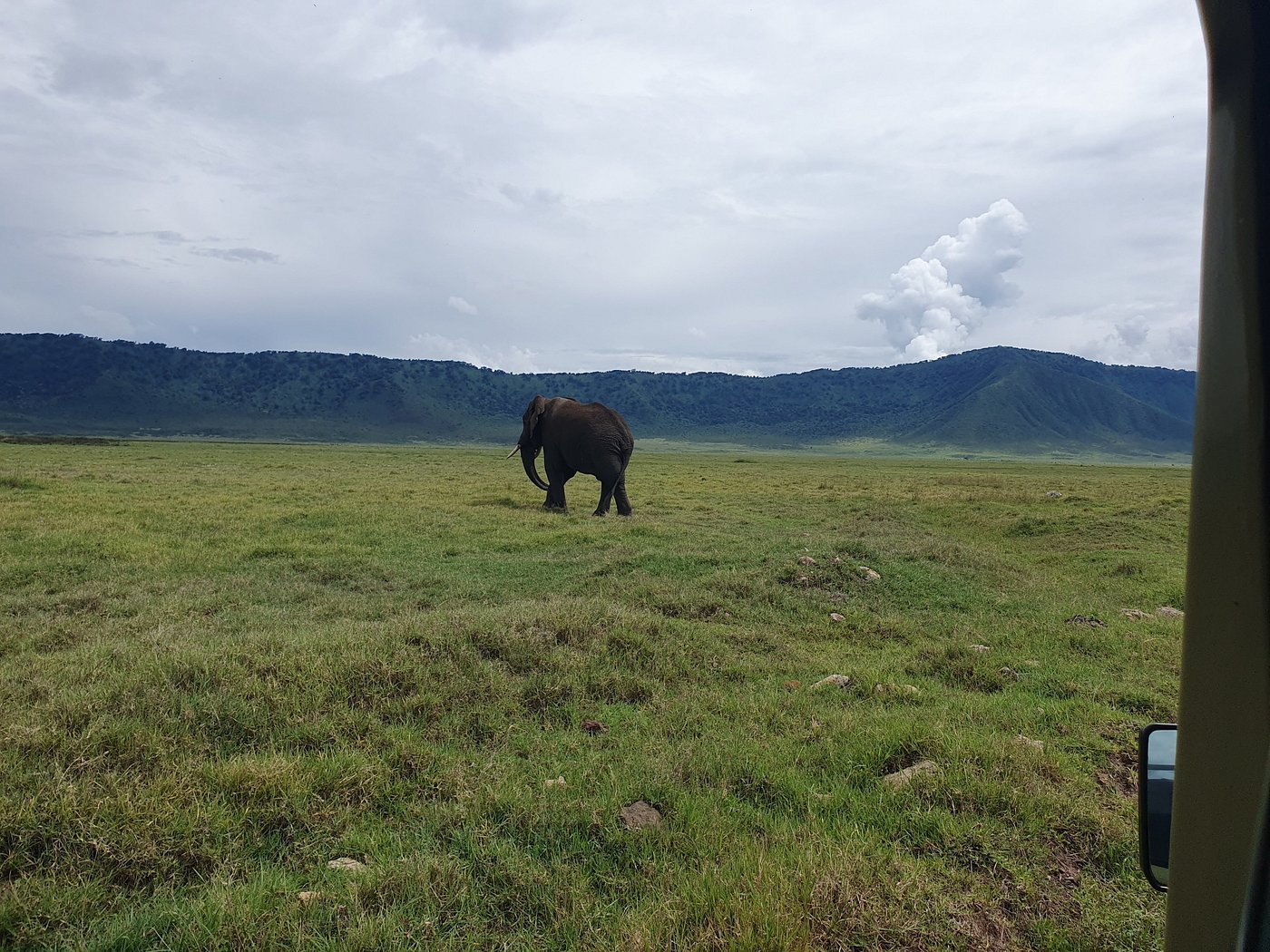Elephant spotted grazing while on safari in Tanzania.
