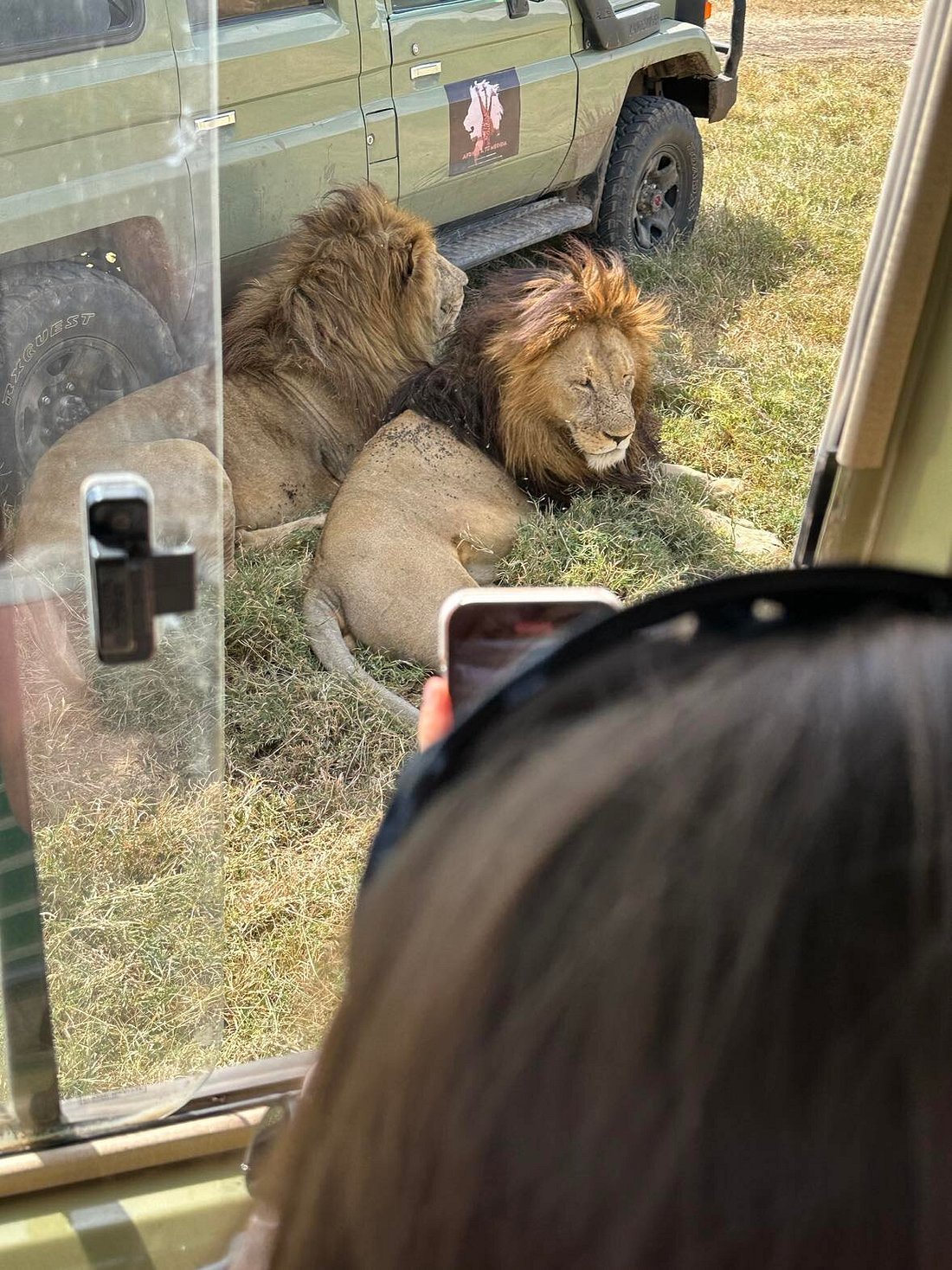 Lions spotted resting by the Tanzania Safari Bug safari vehicles.