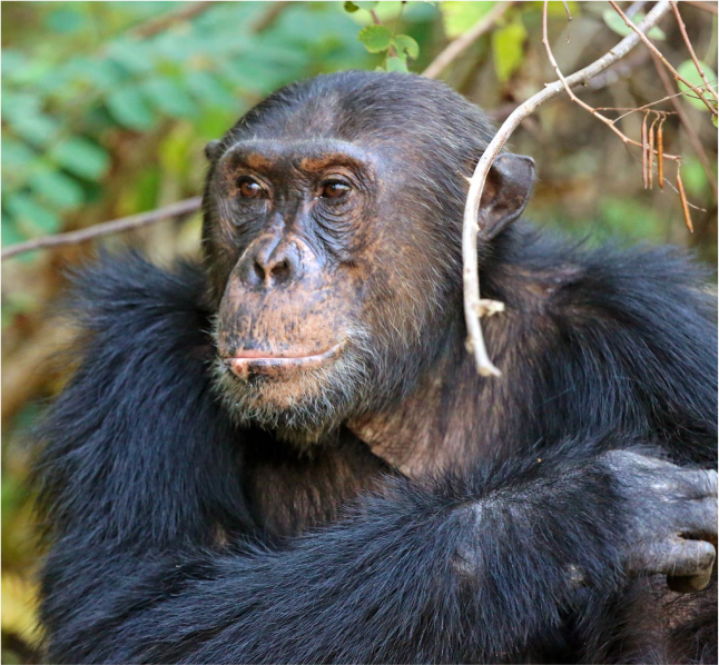 East Africa's primates in the wild.