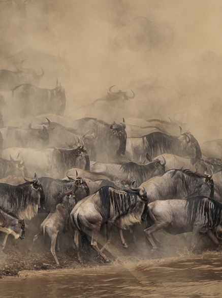 Wildebeest during the great migration in Tanzania