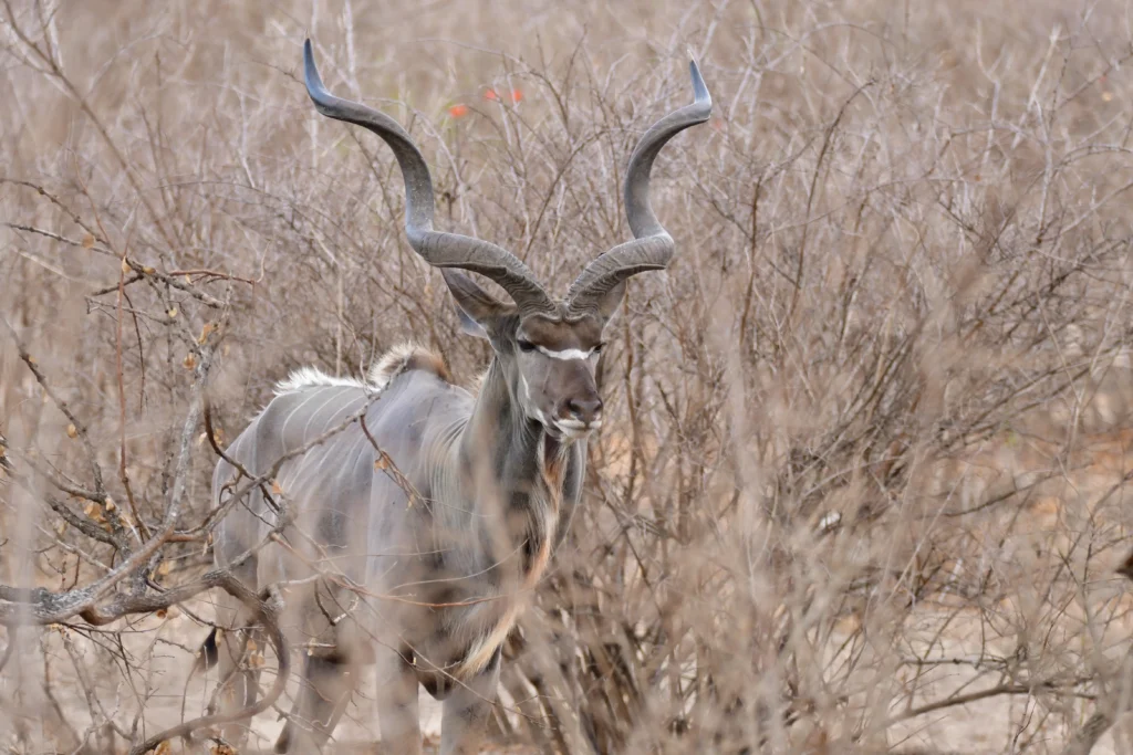 Kudu animals spotted on safari with Tanzania Safari Bug.