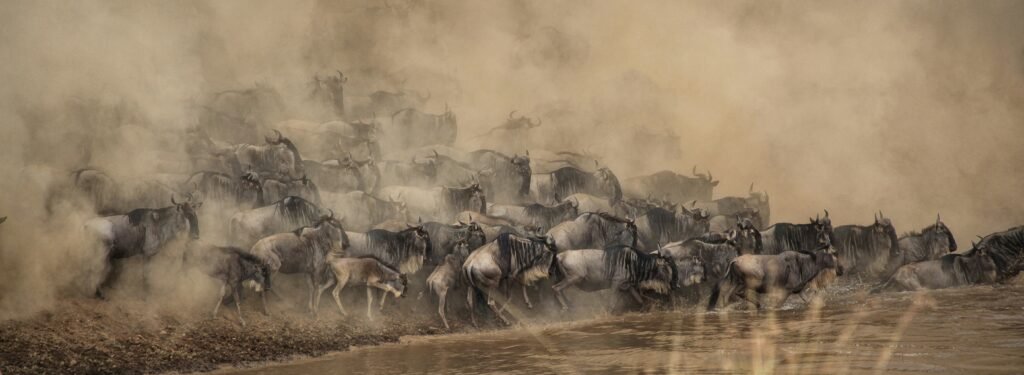 Wildebeest stampeding to a river during the great wildebeest migration.