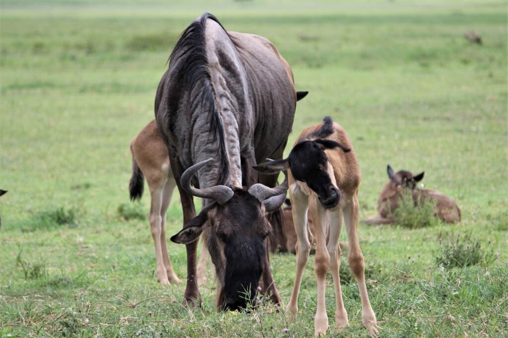 A wildebeest and its calf in the Ndutu in the Southern Serengeti.