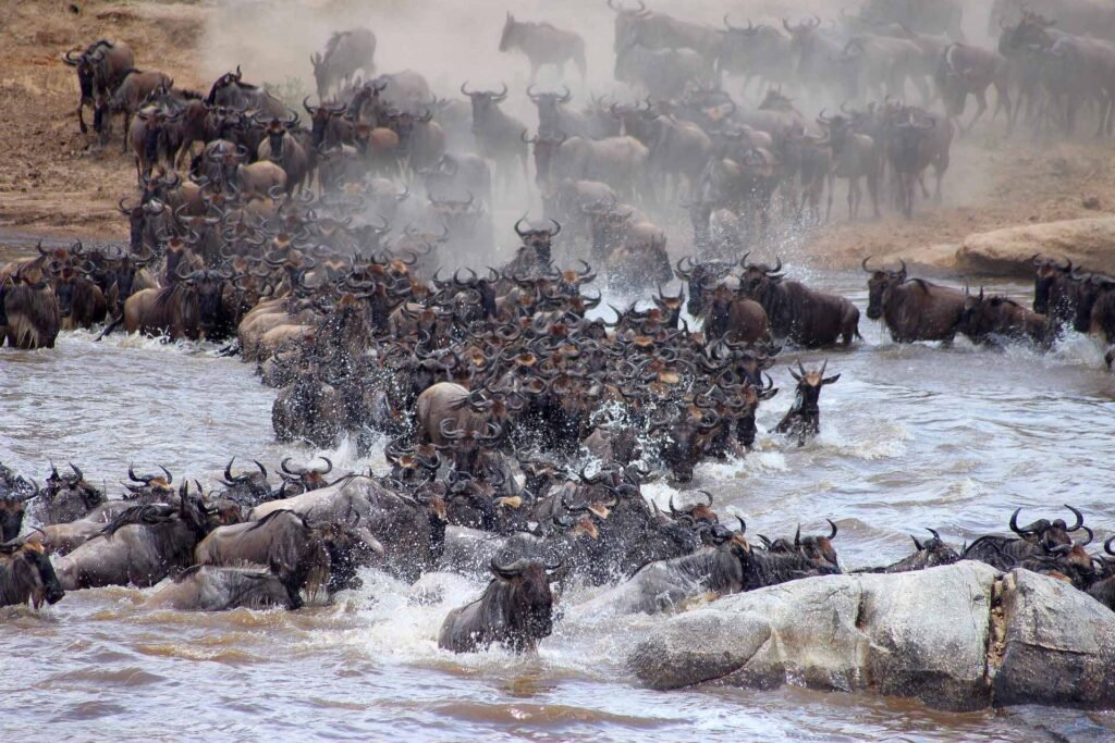 Wildebeests crossing the Mara River, Serengeti, during the great wildebeest migration.