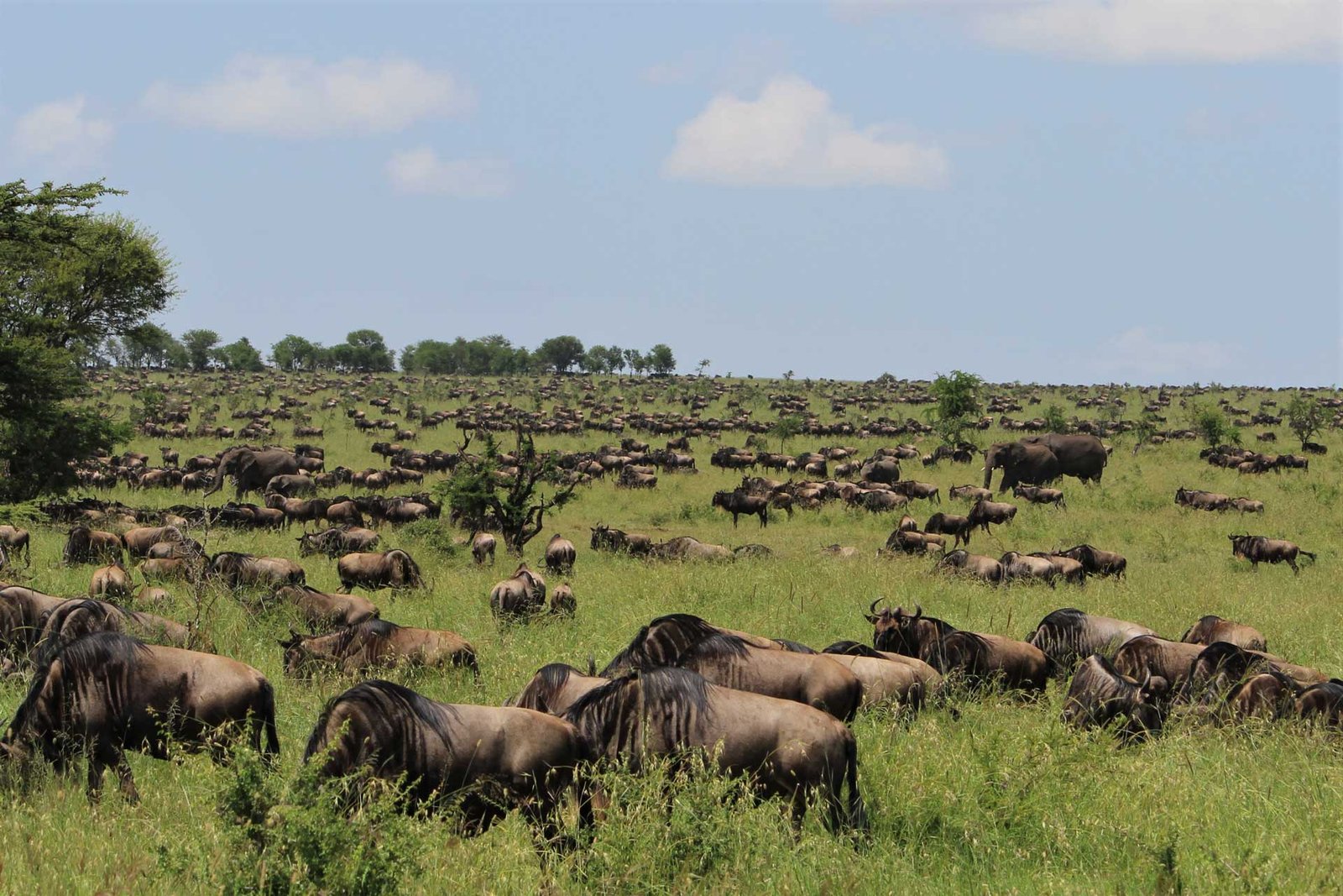 A wildebeest herd grazing in Central Serengeti during the Great Wildebeest Migration.