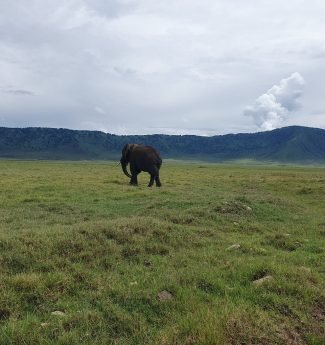 tanzania-safari-bug-ltd